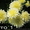 Продам саженцы корейских мелкоцветковых низкорослых хризантем. #1364954