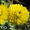 Продам саженцы корейских мелкоцветковых низкорослых хризантем. - <ro>Изображение</ro><ru>Изображение</ru> #2, <ru>Объявление</ru> #1364954