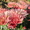 Продам саженцы корейских мелкоцветковых низкорослых хризантем. - <ro>Изображение</ro><ru>Изображение</ru> #3, <ru>Объявление</ru> #1364954