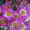Продам саженцы корейских мелкоцветковых низкорослых хризантем. - <ro>Изображение</ro><ru>Изображение</ru> #4, <ru>Объявление</ru> #1364954
