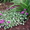 Продам саженцы яснотки мраморной – почвопокровное растение. #1364957
