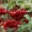 Продам саженцы ягодных кустарников: крыжовник, калина, малина, облепиха. - <ro>Изображение</ro><ru>Изображение</ru> #4, <ru>Объявление</ru> #1364958