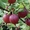 Продам саженцы ягодных кустарников: крыжовник, калина, малина, облепиха. - <ro>Изображение</ro><ru>Изображение</ru> #1, <ru>Объявление</ru> #1364958