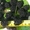 Продам саженцы ягодных кустарников: крыжовник, калина, малина, облепиха. - <ro>Изображение</ro><ru>Изображение</ru> #3, <ru>Объявление</ru> #1364958