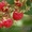Продам саженцы ягодных кустарников: крыжовник, калина, малина, облепиха. - <ro>Изображение</ro><ru>Изображение</ru> #5, <ru>Объявление</ru> #1364958