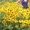Продам саженцы рудбекии  – желтая ромашка с коричневой серединкой. - <ro>Изображение</ro><ru>Изображение</ru> #8, <ru>Объявление</ru> #1364948