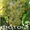 Продам саженцы винограда: Тимур, Ризамат, Подарок Запорожью, Кеша-1( Талисман),  - <ro>Изображение</ro><ru>Изображение</ru> #1, <ru>Объявление</ru> #1364902