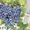 Продам саженцы винограда: Тимур, Ризамат, Подарок Запорожью, Кеша-1( Талисман),  - <ro>Изображение</ro><ru>Изображение</ru> #2, <ru>Объявление</ru> #1364902