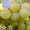 Продам саженцы винограда: Тимур, Ризамат, Подарок Запорожью, Кеша-1( Талисман),  - <ro>Изображение</ro><ru>Изображение</ru> #5, <ru>Объявление</ru> #1364902