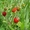 Продам саженцы ягодных кустарников: крыжовник, калина, малина, облепиха. - <ro>Изображение</ro><ru>Изображение</ru> #6, <ru>Объявление</ru> #1364958