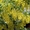 Продам семена бобовника (золотой дождь) и розовой акации (робиния клейкая). - <ro>Изображение</ro><ru>Изображение</ru> #3, <ru>Объявление</ru> #1364900
