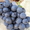 виноград,: саженцы  в херсонской области - <ro>Изображение</ro><ru>Изображение</ru> #2, <ru>Объявление</ru> #1401520