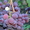 виноград,: саженцы  в херсонской области - <ro>Изображение</ro><ru>Изображение</ru> #3, <ru>Объявление</ru> #1401520