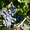 виноград,: саженцы  в херсонской области - <ro>Изображение</ro><ru>Изображение</ru> #5, <ru>Объявление</ru> #1401520