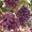 виноград,: саженцы  в херсонской области - <ro>Изображение</ro><ru>Изображение</ru> #4, <ru>Объявление</ru> #1401520