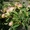 Плодоносящий яблоневый сад в Крыму. Продам - <ro>Изображение</ro><ru>Изображение</ru> #3, <ru>Объявление</ru> #1481191