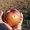 Плодоносящий яблоневый сад в Крыму. Продам - <ro>Изображение</ro><ru>Изображение</ru> #5, <ru>Объявление</ru> #1481191