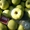 Плодоносящий яблоневый сад в Крыму. Продам - <ro>Изображение</ro><ru>Изображение</ru> #6, <ru>Объявление</ru> #1481191