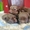 Продаю шоколадных щенков чихуахуа - <ro>Изображение</ro><ru>Изображение</ru> #5, <ru>Объявление</ru> #1674224