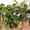 Продам опоры и колышки для ваших растений — POLYARM  - <ro>Изображение</ro><ru>Изображение</ru> #3, <ru>Объявление</ru> #1703805