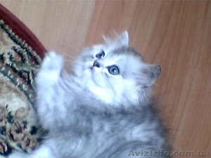Продам котят серебристой шиншиллы из питомника. - <ro>Изображение</ro><ru>Изображение</ru> #5, <ru>Объявление</ru> #49417