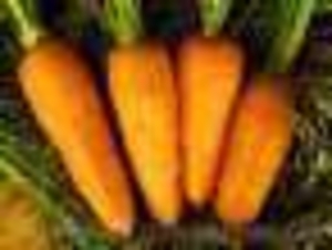 ФХ реализует морковь сладкая, хрустящая опт - <ro>Изображение</ro><ru>Изображение</ru> #1, <ru>Объявление</ru> #169149