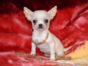 Мы - будущие чемпионы