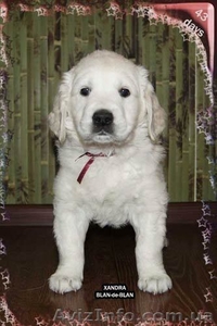 Девочка Золотистого (Голден) ретривера