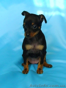 Русский той.  Документы КСУ