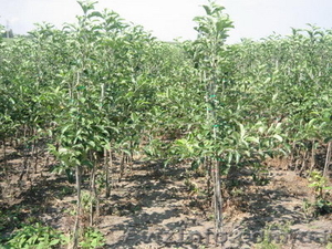 Саженцы садовых яблонь оптом