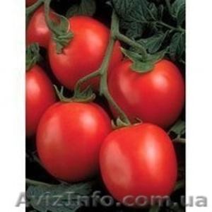 Продам помидор оптом - <ro>Изображение</ro><ru>Изображение</ru> #1, <ru>Объявление</ru> #371776