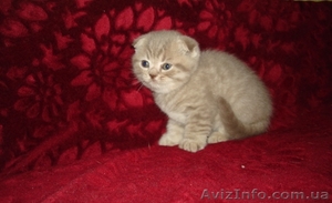 Шотландские вислоуухая кошечка!!