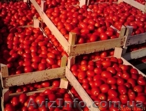 Эксклюзивный томат грунтовой от 10тн Херсонская обл - <ro>Изображение</ro><ru>Изображение</ru> #2, <ru>Объявление</ru> #304086