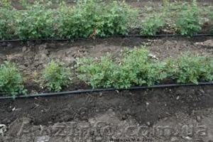 капельная лента  T&T Tape Lim