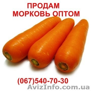 Продам морковку, морковь оптом , овощи купить - <ro>Изображение</ro><ru>Изображение</ru> #1, <ru>Объявление</ru> #729362