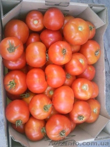 Отличные Херсонские томаты от производителя. - <ro>Изображение</ro><ru>Изображение</ru> #1, <ru>Объявление</ru> #743092