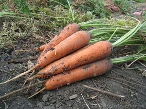Продам морковь оптом (от 1 т.) - <ro>Изображение</ro><ru>Изображение</ru> #1, <ru>Объявление</ru> #774205