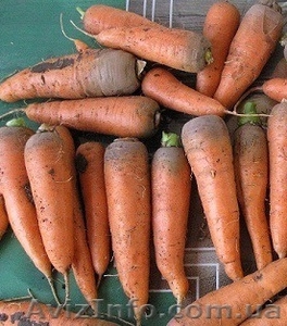 Морковь оптом (от 1 тонны)  - <ro>Изображение</ro><ru>Изображение</ru> #1, <ru>Объявление</ru> #822205