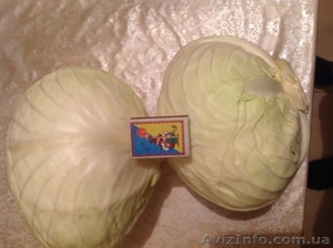 Білокачанна капуста Анкома оптом з холодильника Львів