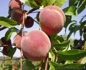 Продам персик из сада.Крупный и мелкий опт - <ro>Изображение</ro><ru>Изображение</ru> #1, <ru>Объявление</ru> #924894