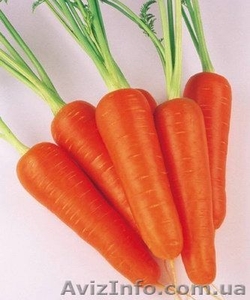 Продам Морковь \"Абако\" - <ro>Изображение</ro><ru>Изображение</ru> #1, <ru>Объявление</ru> #930672