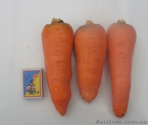 Морковь абака,опт, цена договорная  - <ro>Изображение</ro><ru>Изображение</ru> #1, <ru>Объявление</ru> #981265