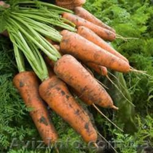 Продам морковь оптом, сорт Абака (от 1 тонны) - <ro>Изображение</ro><ru>Изображение</ru> #1, <ru>Объявление</ru> #984225