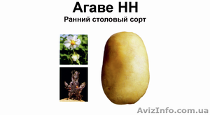 Высокотоварный картофель Агаве - <ro>Изображение</ro><ru>Изображение</ru> #1, <ru>Объявление</ru> #984892