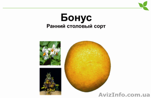 Чипсовый картофель Бонус - <ro>Изображение</ro><ru>Изображение</ru> #1, <ru>Объявление</ru> #984890
