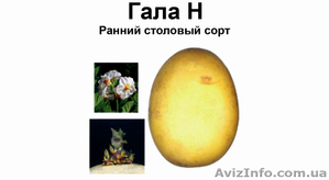 Товарный и семенной картофель Гала - <ro>Изображение</ro><ru>Изображение</ru> #1, <ru>Объявление</ru> #984891
