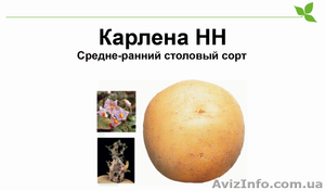 Карлена-качественный сорт картофеля - <ro>Изображение</ro><ru>Изображение</ru> #1, <ru>Объявление</ru> #984897