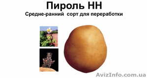 Качественный семенной картофель Пироль - <ro>Изображение</ro><ru>Изображение</ru> #1, <ru>Объявление</ru> #984919