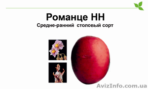 Романце красивый красный картофель - <ro>Изображение</ro><ru>Изображение</ru> #1, <ru>Объявление</ru> #984920