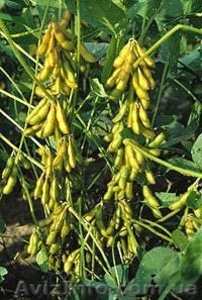 семена сои,  ультра ранний сорт Легенда